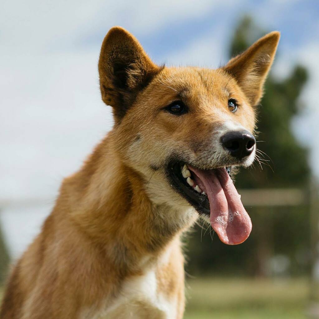 Wandi_Dingo's tweet photo. Did you know that dingoes only lose heat through panting? 

We don’t sweat through our pads and don’t have sweat glands all over our body! It also means you don’t get wet dingo smell! 

Follow our socials ⬇️⬇️ 

@pumbahthedingo @dingodiscovery @dingowhis… https://t.co/RpBzp2bvYI https://t.co/V5jF78Fxue