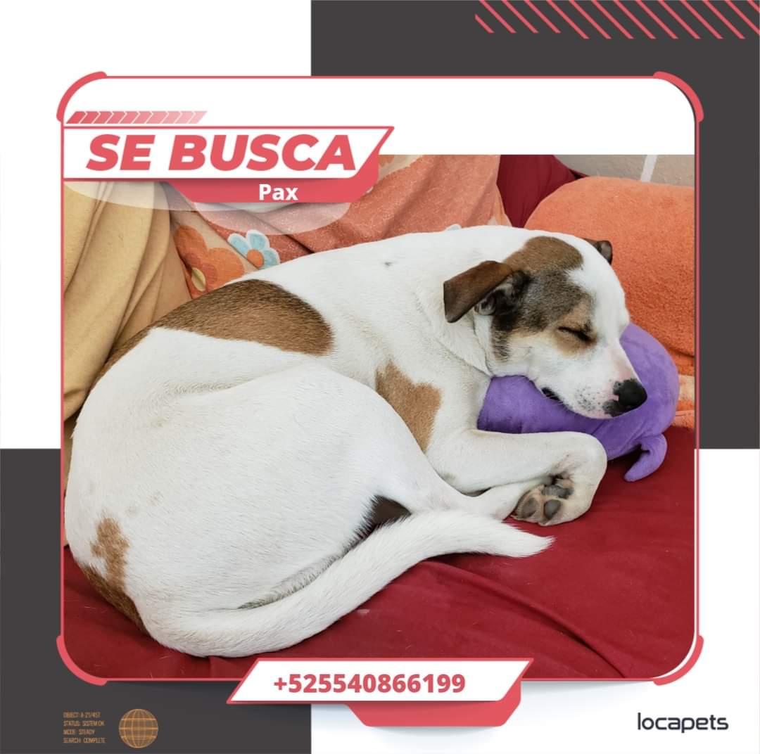 <a href="/diana_dfc/">D I A N A 🐕 🐾 ❤️</a> <a href="/EsEstra/">A L I 🐾</a> <a href="/MarianimaLOVERS/">#animaLOVERS</a> <a href="/alex_8sc/">ale sanchez</a> <a href="/MrElDiablo8/">JORGE BECERRIL JB/8</a> <a href="/Apoyo_Croqueton/">Apoyo Croquetón</a> <a href="/yaz_animalista/">💕🐯Yaz CatDog Mex🐶💕</a> <a href="/DefensaAnimal/">Gente por la Defensa Animal (GEPDA)</a> <a href="/APAMDif/">APAM Difusiones Mex</a> <a href="/hidra881/">Teresa Velazquez Rodriguez</a> <a href="/AmigospIzcalli/">Amigos por Izcalli</a> <a href="/JUSTICIANIMA/">Justicia Animal 🐦🐾</a> <a href="/josemariaferez/">Josemaría Férez</a> se salió de su casa por Atlamica en Cuautitlan Izcalli #buscandoAPax