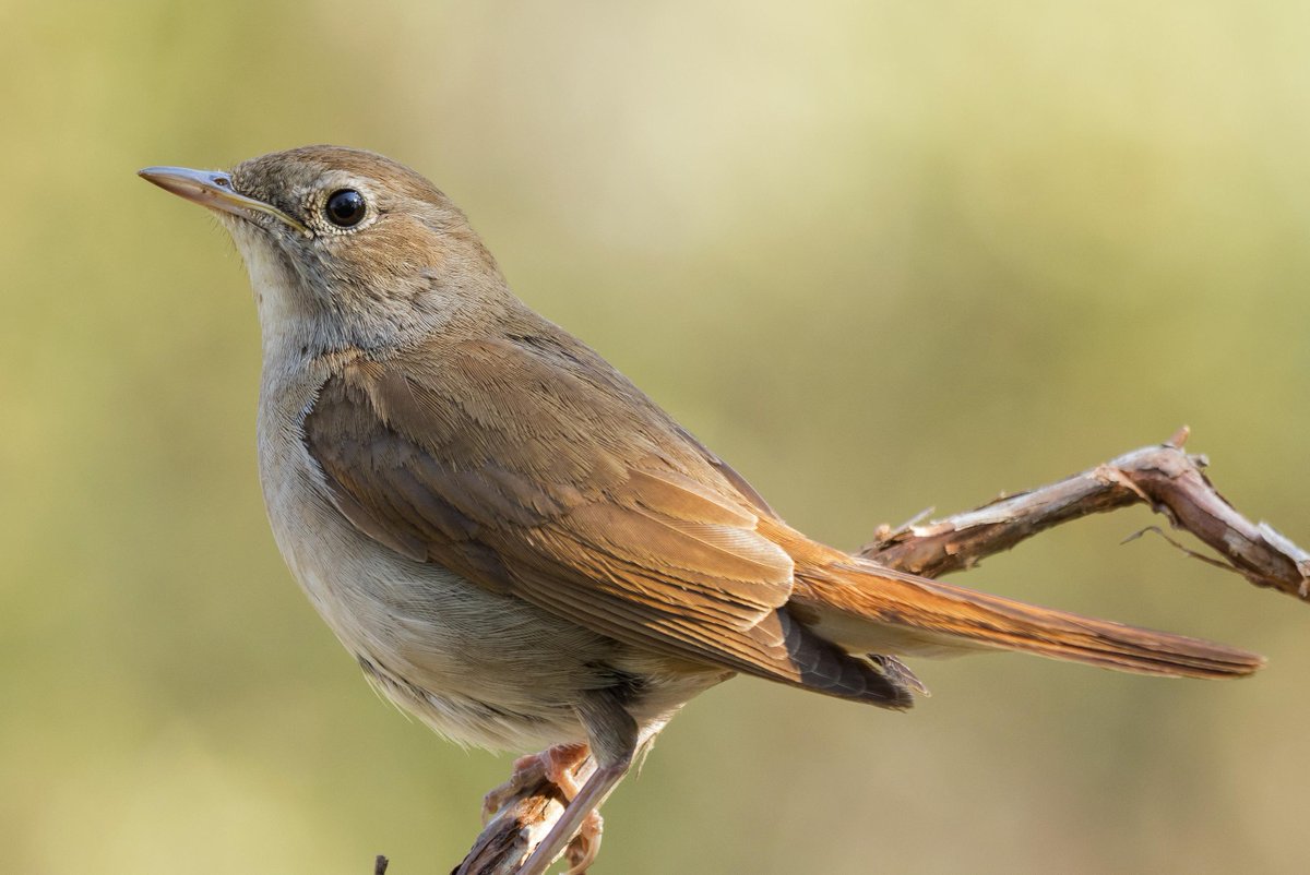 Слушать соловьев птиц. Luscinia megarhynchos. Найтингейл птица. Соловей фото. Nightingales.