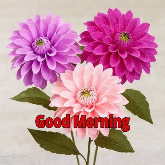 Baby Animal (@babyanimal2) on Twitter photo 