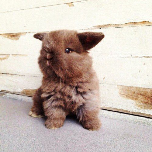 RabbitEveryHour's tweet photo. https://t.co/rpZdzJqOB1