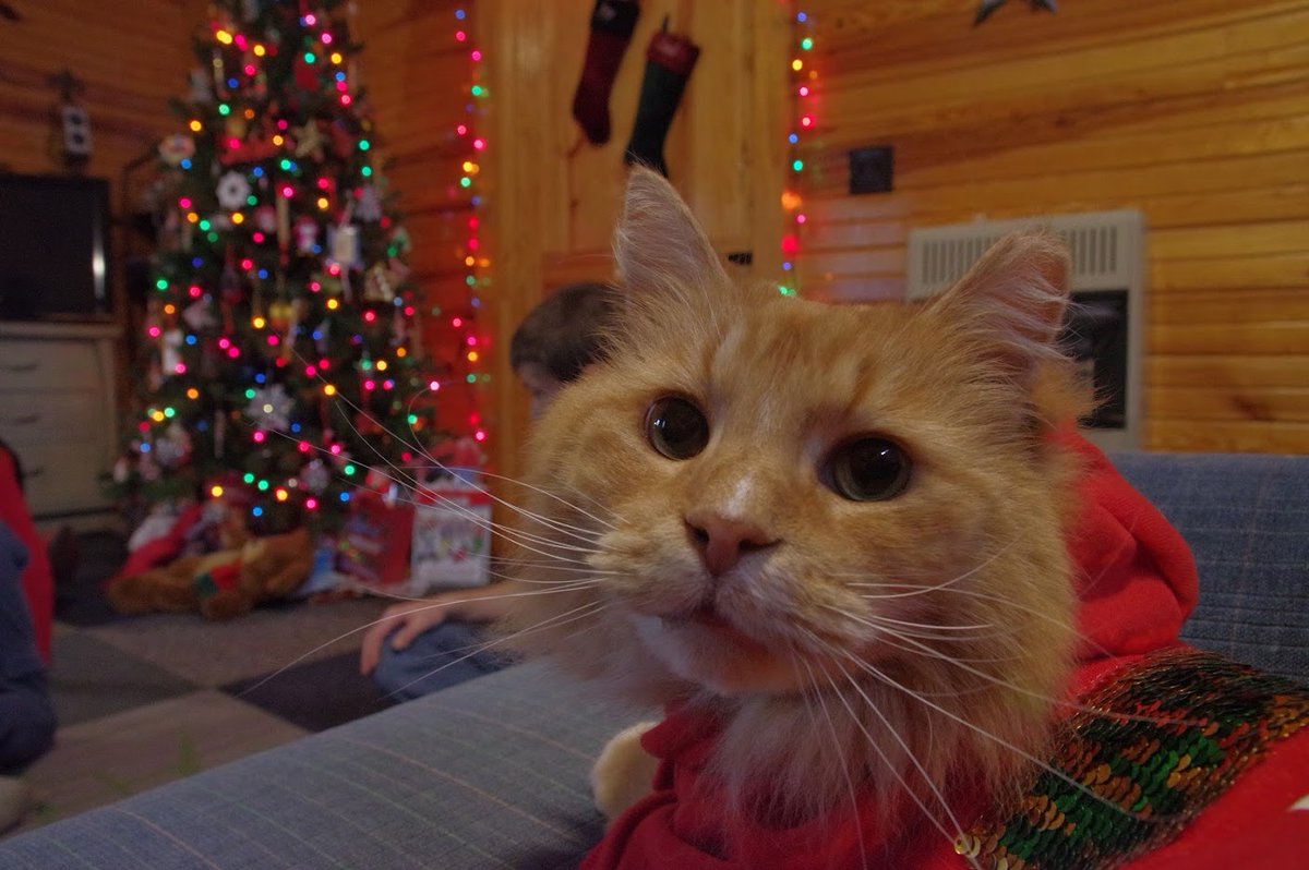 AstroDocCarl's tweet photo. Where are this years #CatsofTriviaWeekend ? Mine is staying with the grandparents this year, but here is a christmas pick #TriviaWeekend @kvsc881fm @DeepInTheses https://t.co/3qGfVuwNWU