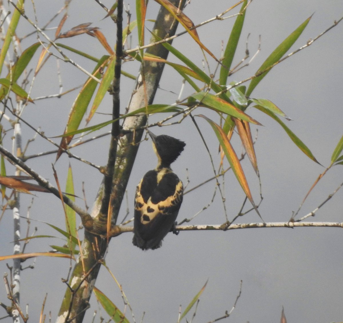 christy bharath tweet media