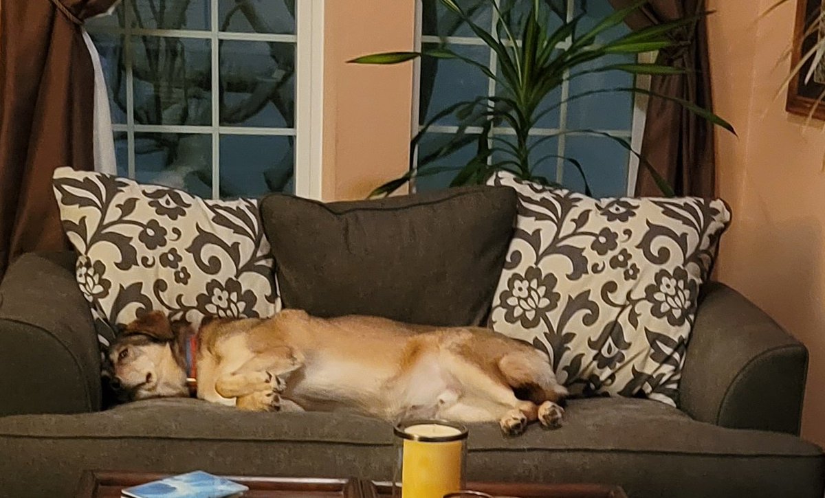sunwlker's tweet photo. @MicahSmith_TV Marley. He looks like 2 others on here in the face. It was his "dainty" front paws that warranted the pic. https://t.co/1Rs3RVRFmG