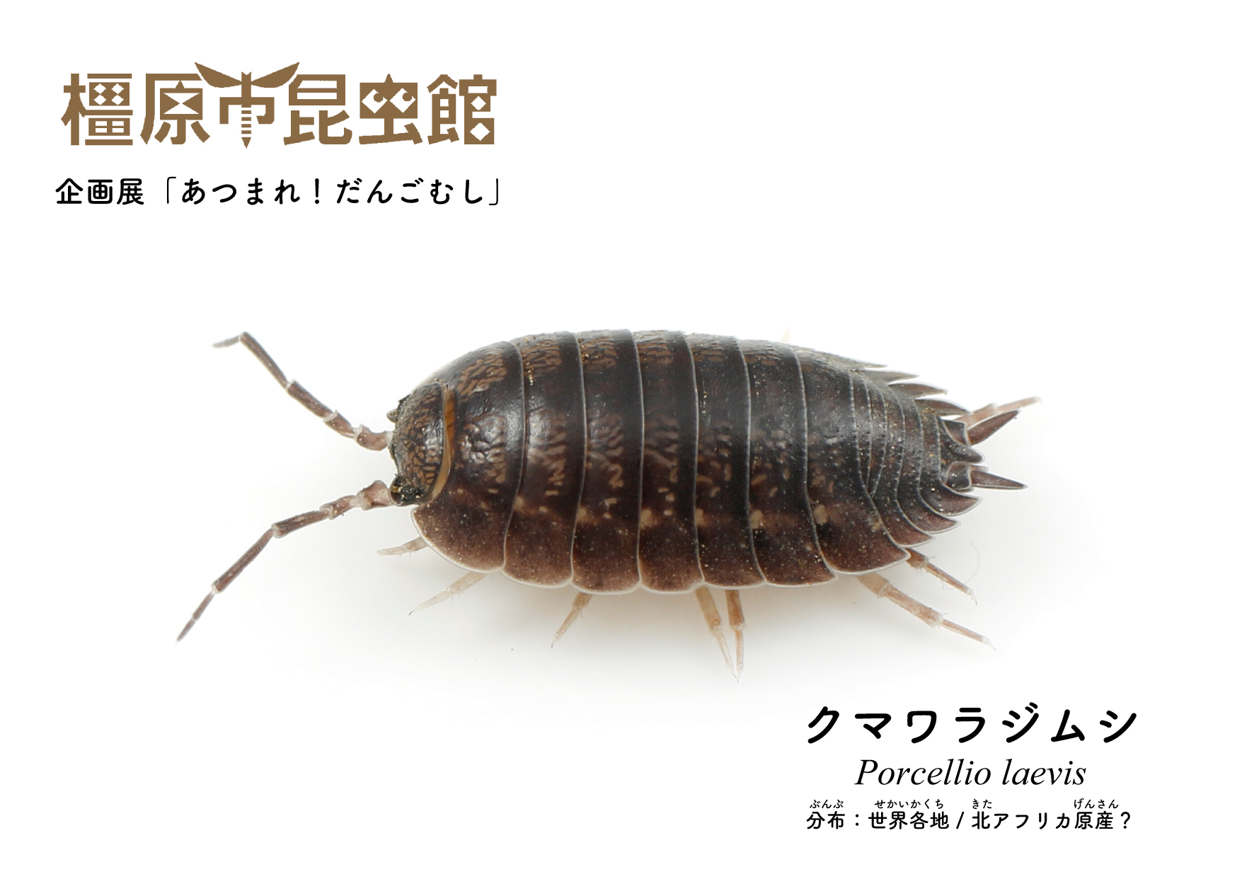 橿原市昆虫館 公式 あつだん その22 クマワラジムシ 橿原で最もよく見られるワラジムシ 大きくて ずんぐりツヤツヤでかっこいい ヒメタイコウチ のエサとしても活躍中 T Co Xb0tfydbvh Twitter