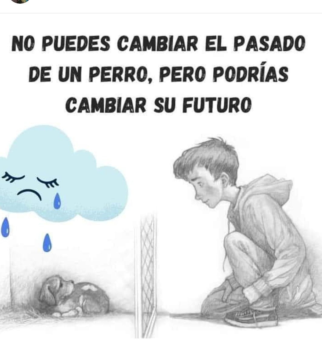 Necesito un 🐶 en mi vida (@necesitounperro) on Twitter photo 