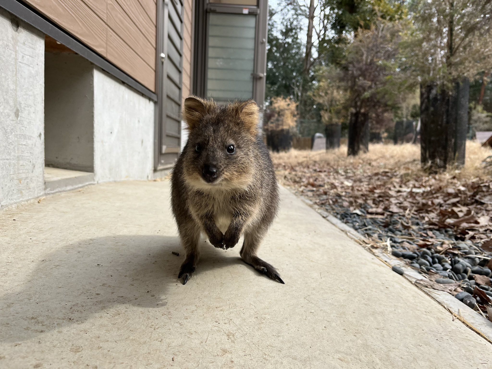 埼玉県こども動物自然公園 公式 本日のクオッカ 気温もほどほどな曇り空で 風もなかったためかとても活発でした ピオニ 近いよ クオッカ Quokka T Co W3pu4zjzjz Twitter
