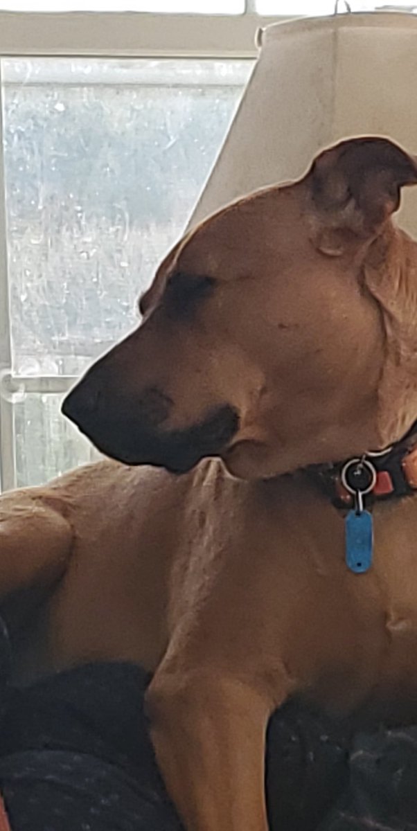 Crystal_Aurora_'s tweet photo. @ToyBonnieTwt Dog. https://t.co/gMFOliVyF3