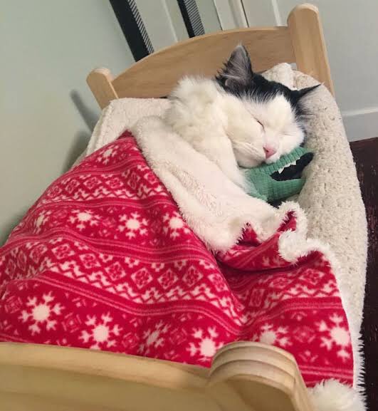 Котик в одеяле