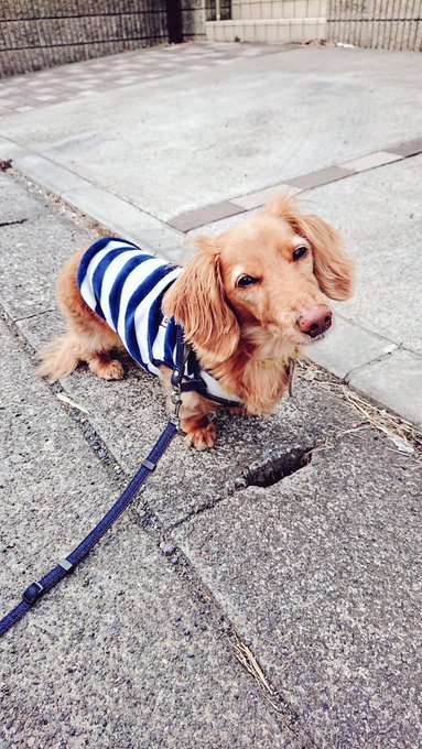 ぜんぜん楽しそうじゃないマロンポ 