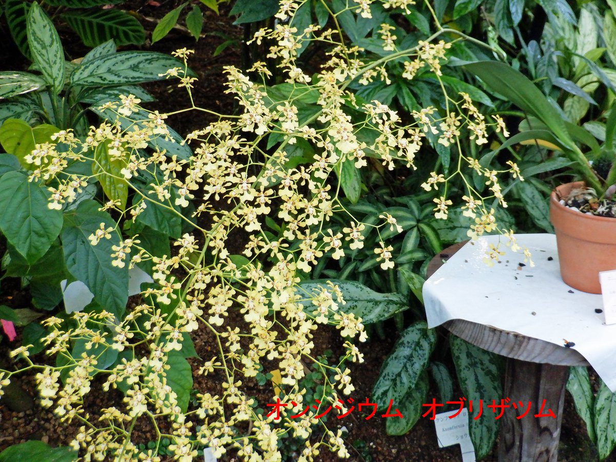 温室は一年ずっと花が咲くイメージがありますが ちゃんと植物ごとに季節のサイクルがあります ランの仲間のオンシジウム オブリザツムは黄色い花が開花中 今が花の最盛期です ヘリコニア フミリスは別名ロブスタークロー こちらはハサミのような赤い新芽が出てき