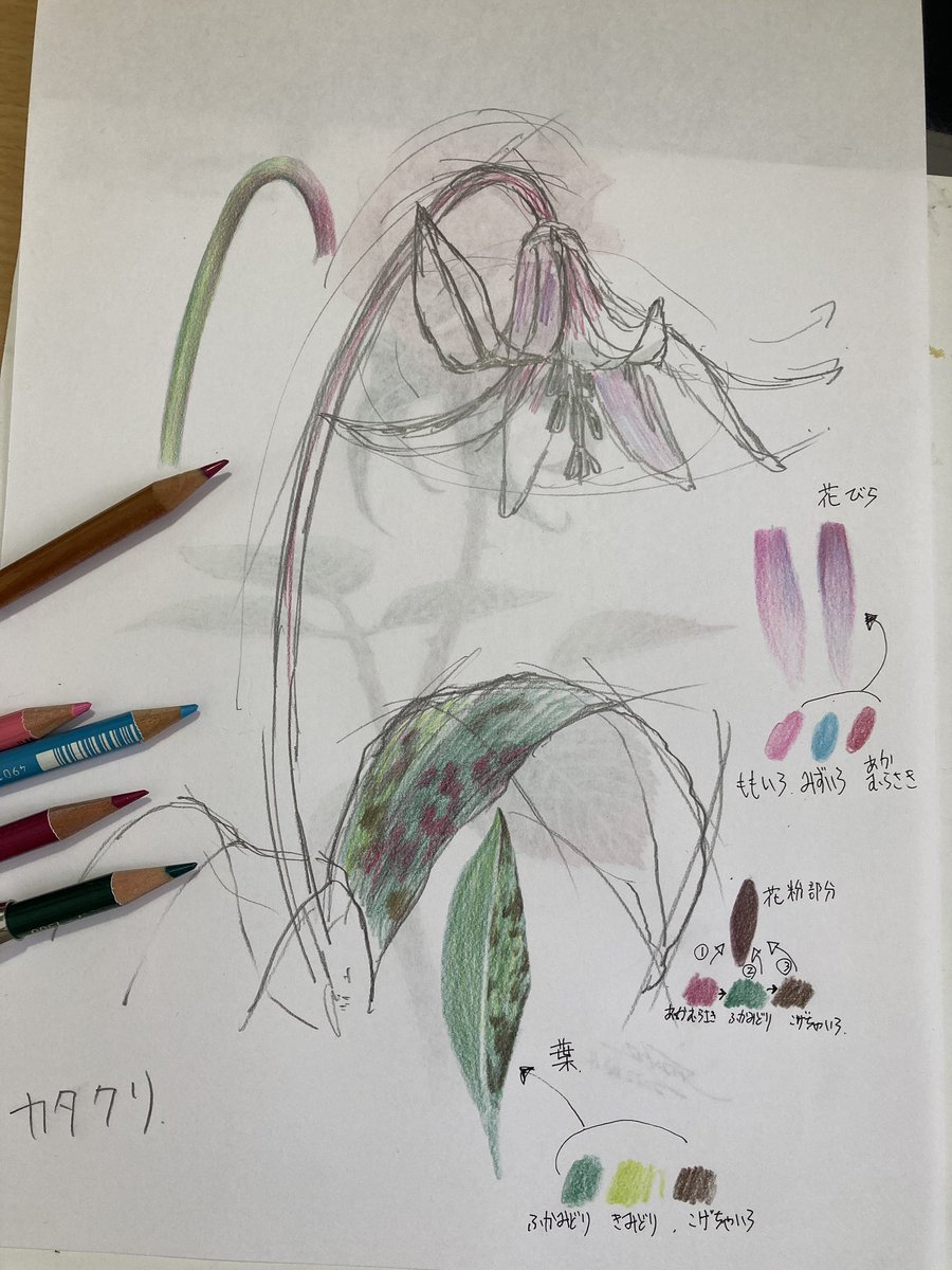 本日も色鉛筆教室の準備中
カタクリをデッサンしつつ使う色鉛筆を検討。
参考写真は丹羽先生の写真集。この写真集を愛用してるとツイートしてたのがキッカケでマール社さんと色鉛筆本の話が始まりました。
#イラスト #アナログ #色鉛筆 #illustration #drawing #塗り絵 