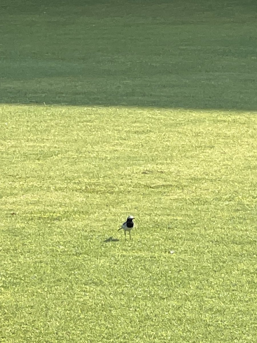byajaysingh's tweet photo. Lovely birds can be sighted roaming around in Magnificent Mughal Garden! Don’t know which bird is this? Their very presence is magical! https://t.co/5YfwbcZLjS