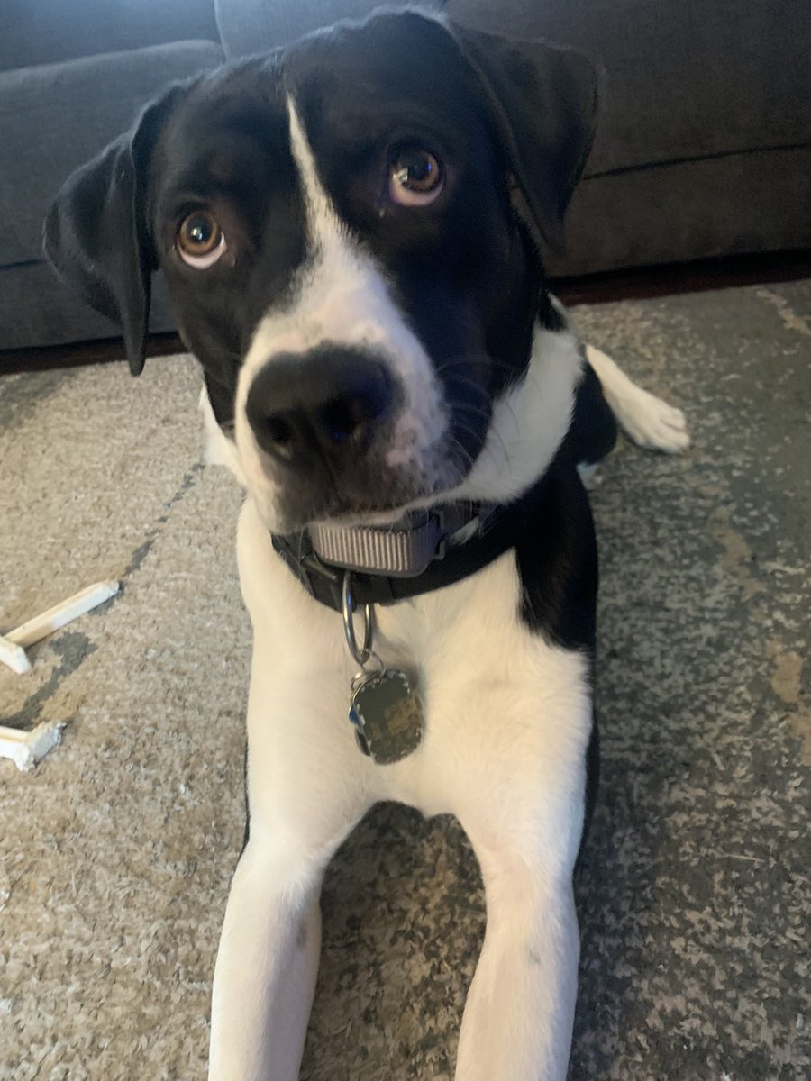bailey_daboy's tweet photo. So glad it’s FRIDAY!  😎#rufflife #dogsoftwitter #TGIF #puppy #dog https://t.co/ZUsdOtC2YZ