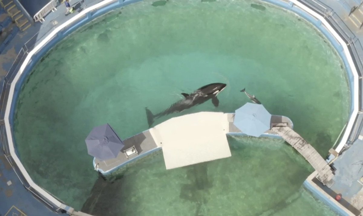 LOUISAGUIRRE's tweet image. Update I just received from  #MiamiSeaquarium 
“We have continued to closely monitor Toki’s condition since we last provided updates on Feb 7 &amp;amp; 8. This includes periods of around the clock monitoring which has been instituted at times since she began feeling under the weather...