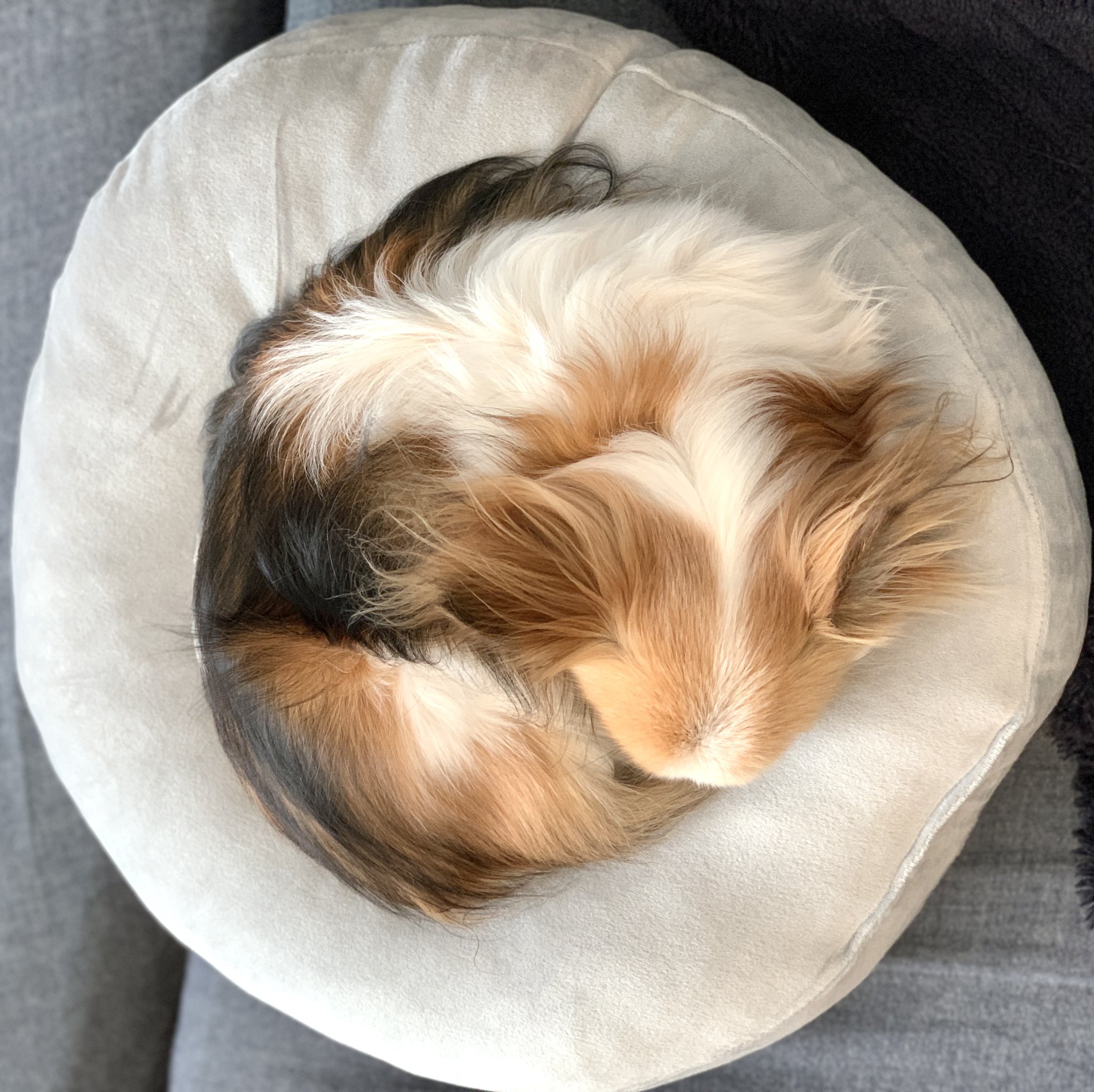 犬はクッションで丸くなる Twitter Search Twitter