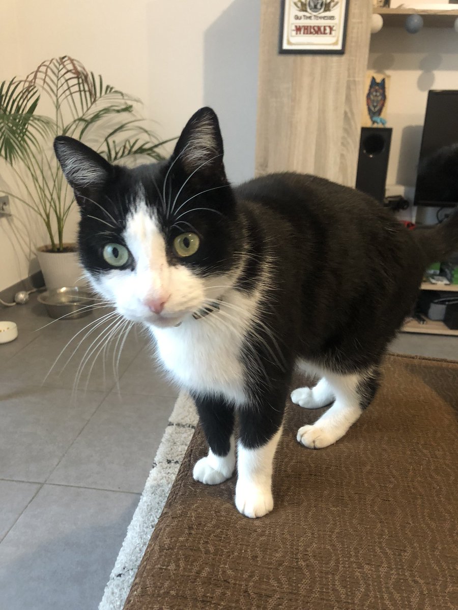 elzazou__'s tweet photo. Je donne 100€ à celui qui retrouve mon chat. Secteur : TOULOUSE 31200. RT SVP https://t.co/JryV9L2NGn