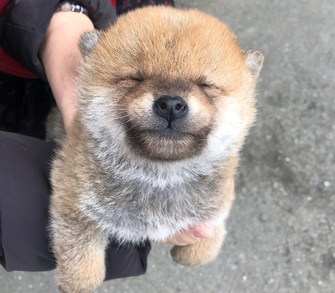 初めて太陽を見た 柴犬の赤ちゃん その眩しいお顔が話題 この子に楽しい世界が待ってますように まいどなニュース