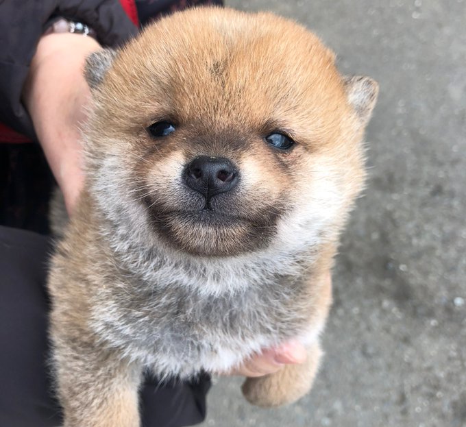 初めて見た太陽に柴犬の子犬が見せた 眩しそうな表情 この姿にtwitterで11万以上いいねがされる大反響 かわいさが眩しい 尊い の声が続々 Fundo