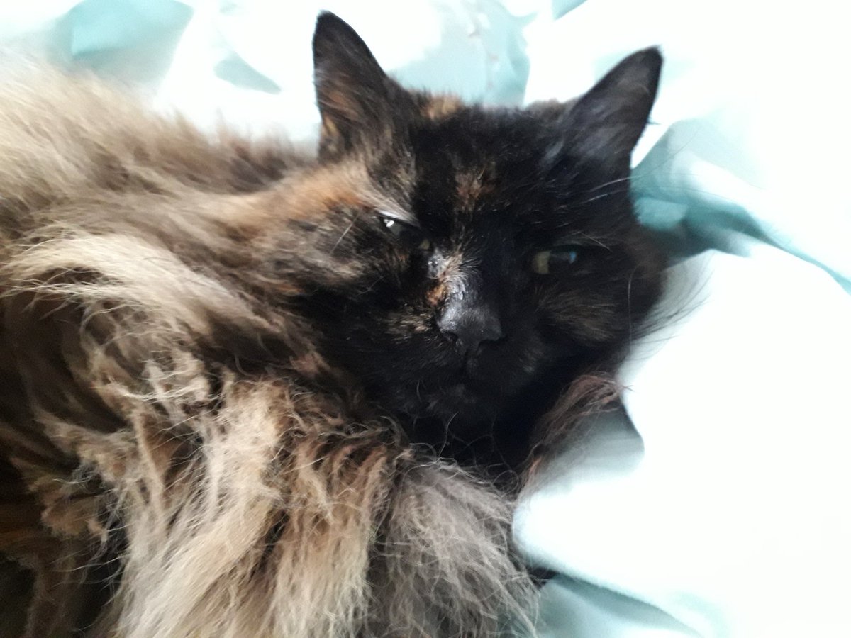 Recovering from the storm <a href="/frisky9/">Frisky Le Rouge</a> @lena_valentin_ <a href="/The_Bollies/">The Bollies</a> <a href="/MollyMoggy26/">Molly</a> <a href="/AngelaStillwell/">Tiggy🌈, Pippin and Merry 🐈‍⬛ 🐈‍⬛</a> <a href="/OssieAndLuna/">Luna & Toby</a> <a href="/DomainDoris/">Doris McFloofle</a> <a href="/duchess_meow/">Duchess 👑😹</a> <a href="/Biscuit_Meow/">Biscuit😻🐦🐾💕</a> <a href="/zazzy_cat/">Zazzy Cat</a> <a href="/cat_samson/">Samson T & Chester Le Cat(s)</a> <a href="/AlmaTheCat1/">AlmaTheCat🌈</a> <a href="/Dollythercat/">Dolly 🇺🇦🌻🕊🌻🇺🇦</a>