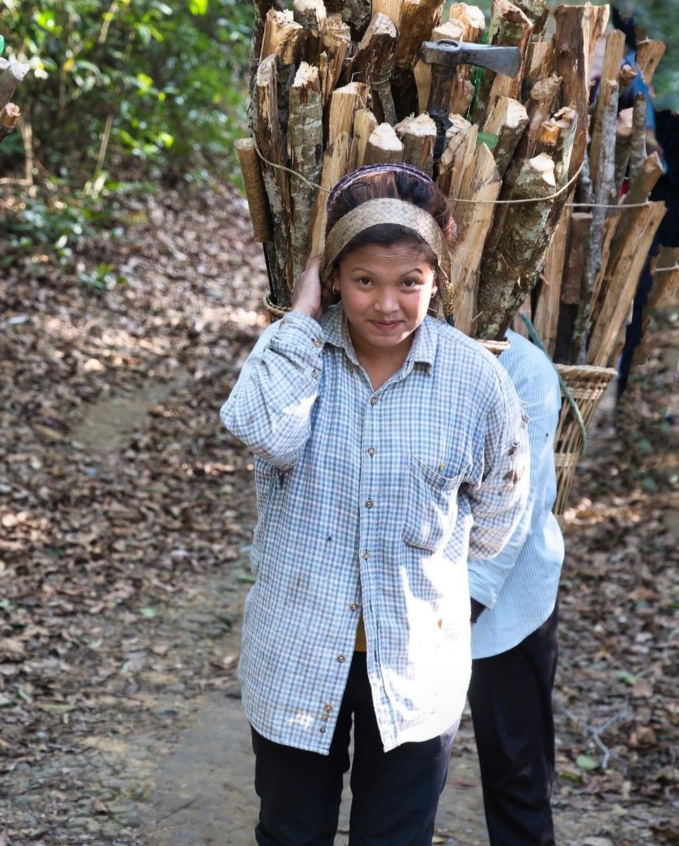 mizoraminsta's tweet photo. Mizo woman carrying firewoods on her back. In Mizo dialect the bamboo basket used for carrying firewoods is called paikawng.
(Mizo nu in thing tuah tur a phur lai. A thing phurhna em hi paikawng a ni)
Pic credit 📷 @dendrophileme1
#mizonu #zonu #mizohmeichhia #hmeichhia #thingphu https://t.co/Js7Cw7H8se