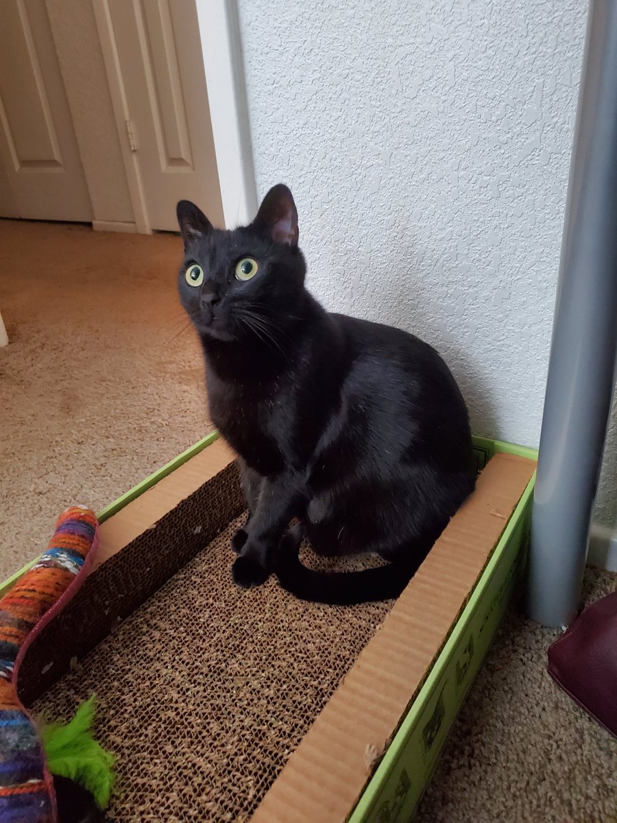 BellaLeeIsFree's tweet photo. Little Luna 🧡 https://t.co/BqwdhVCMLV