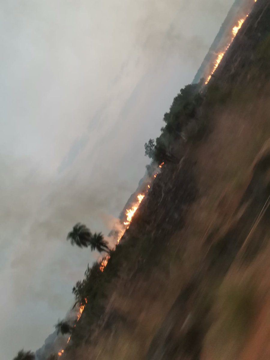BomberoCarapegu's tweet photo. #INCENDIOS
Hoy sábado a tempranas horas continúa la quemazón... Hasta Cuando Gente??!!  Móvil y personales trabajando en zona de Bajo Guazú. 
#BOMBEROSCARAPEGUA #carapeguá #EMERGENCIAS_CBVC https://t.co/Y8PgLrUeL1