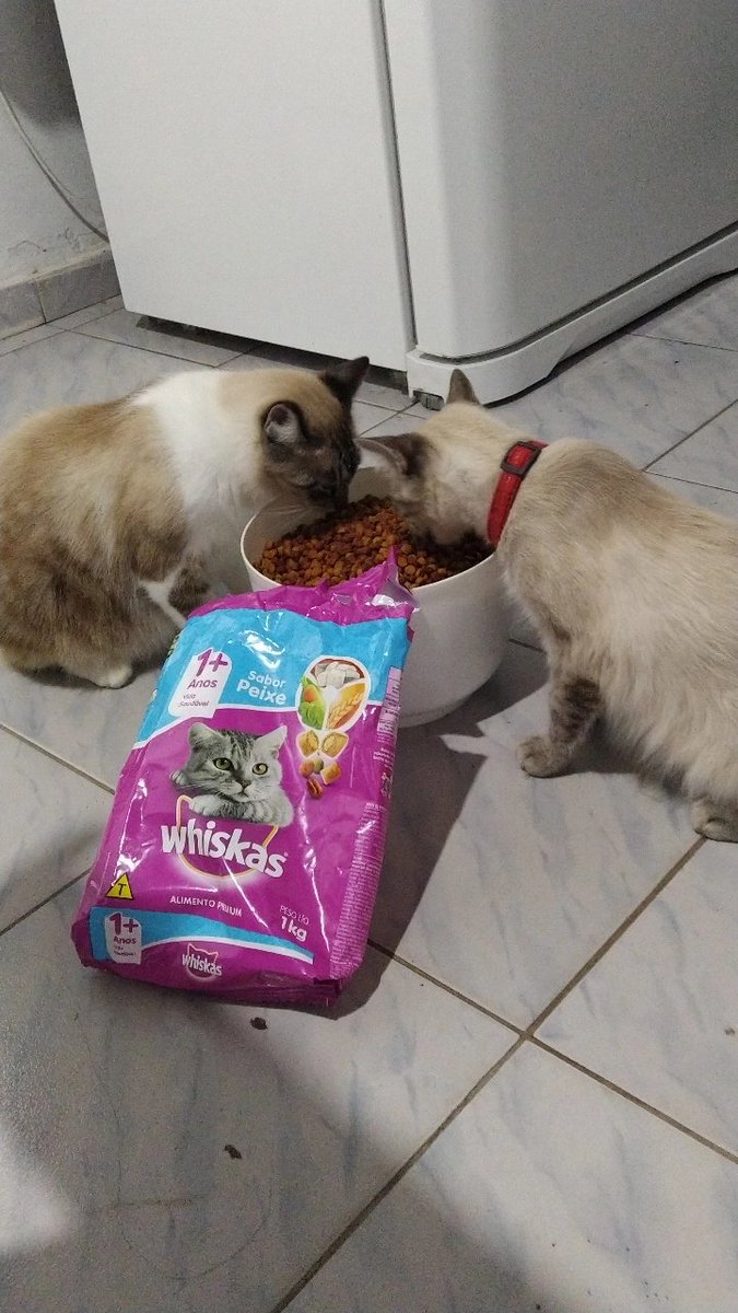 Lar3ssab's tweet photo. @whiskasbr tô precisando de patrocínio aqui viu... Kkkkkkkk https://t.co/D0O2hjrO6R
