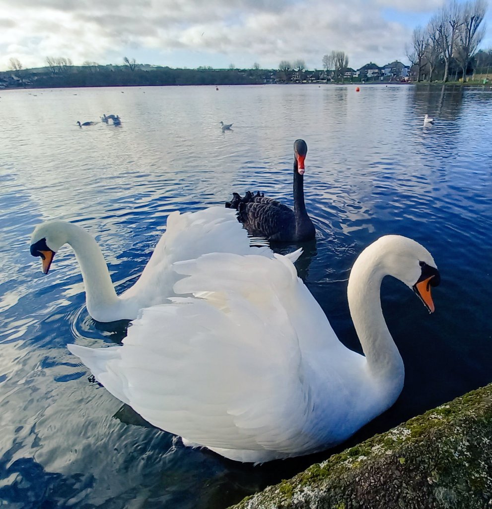 MargaretOC6's tweet photo. All is calm and peaceful... 🙌

#StormHour #Swans #Feb19th
#Cork https://t.co/9tleiiR9ue