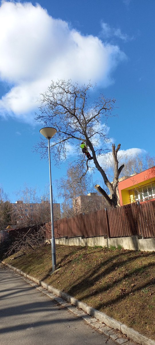 danelka_iv's tweet photo. Starý ořech v zahradě naší mateřinky už to má spočítaný... 🌬
#vichr https://t.co/hrYsxHPEJ5