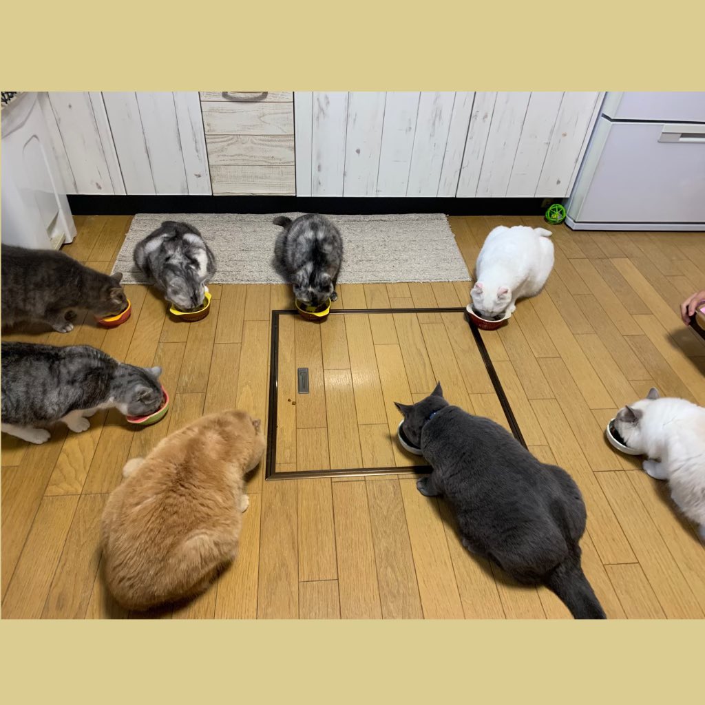 ねこいらすと Twitter Search Twitter