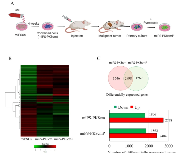 hghmkin's tweet photo. Our new paper showing the involvement of the ErbB2/ErbB3 heterodimer in #cancer stem cell generation. ErbB2/ErbB3 heterodimer could be a key point in the conversion of stem cells into #CSCs under inflammatory conditions. #stem_cells #iPSCs
https://t.co/4aAD1P1NnS https://t.co/7ZOA5CGDrY