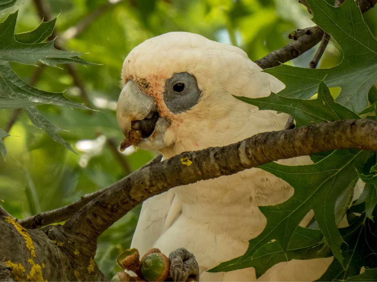 c_mperman's tweet photo. #CanberraWalks today was our first visit to Lyneham Wetlands. Quite a few birds about, some of them parrots. @ParrotOfTheDay @wapple15 @KMRiethmiller @GbhvfRon Butcherbird; baby Moorhen; Corella; Eastern Rosella. https://t.co/bFA7kB8BOI