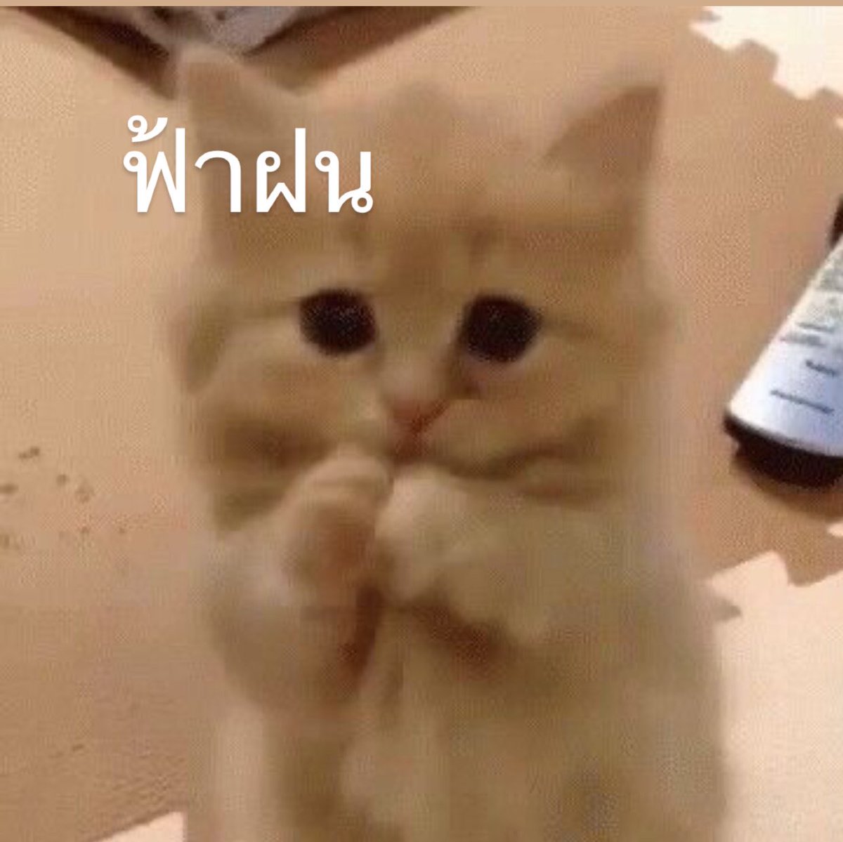 ก๊อง tweet media