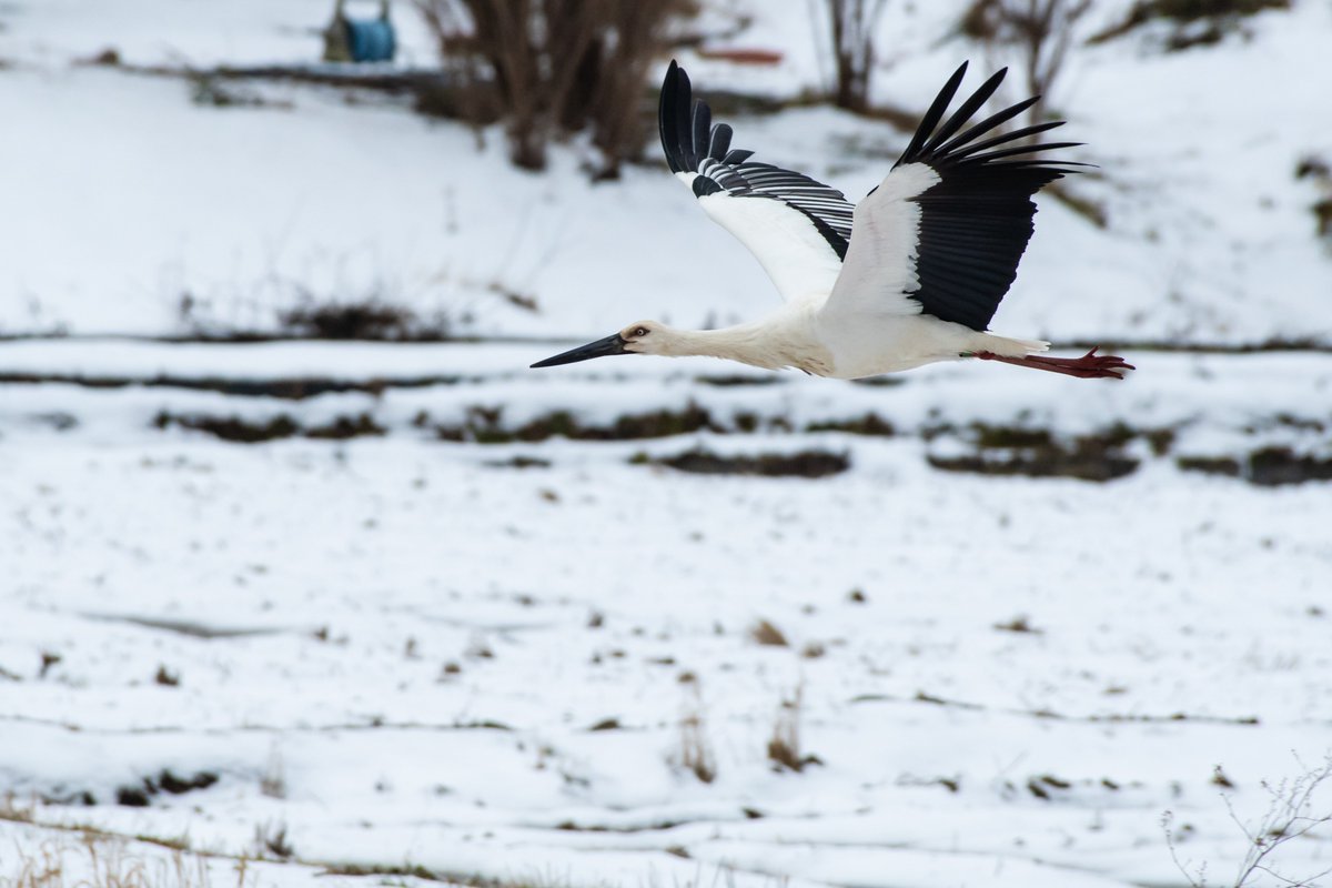 s7t73pf71's tweet photo. コウノトリ飛翔
#コウノトリ #j0144 #j0197 #らいむ #島根県 #雲南市 https://t.co/9kL0yCWcG2
