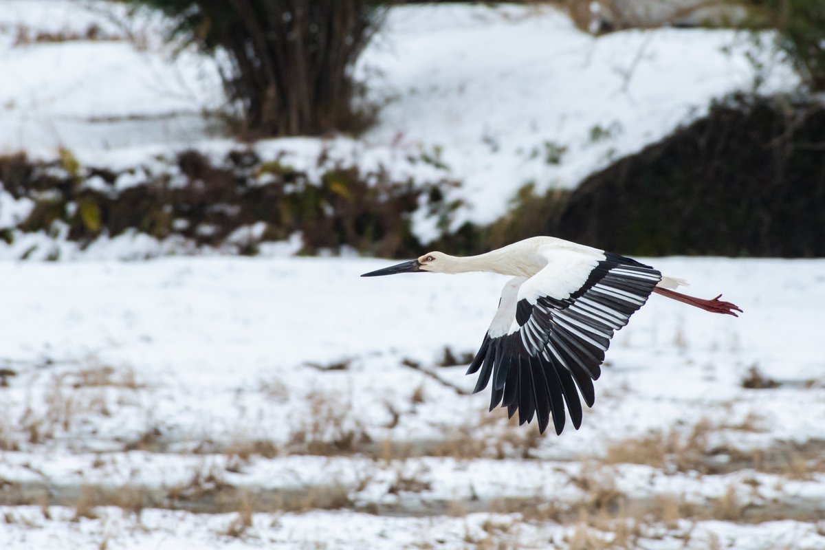 s7t73pf71's tweet photo. コウノトリ飛翔
#コウノトリ #j0144 #j0197 #らいむ #島根県 #雲南市 https://t.co/9kL0yCWcG2