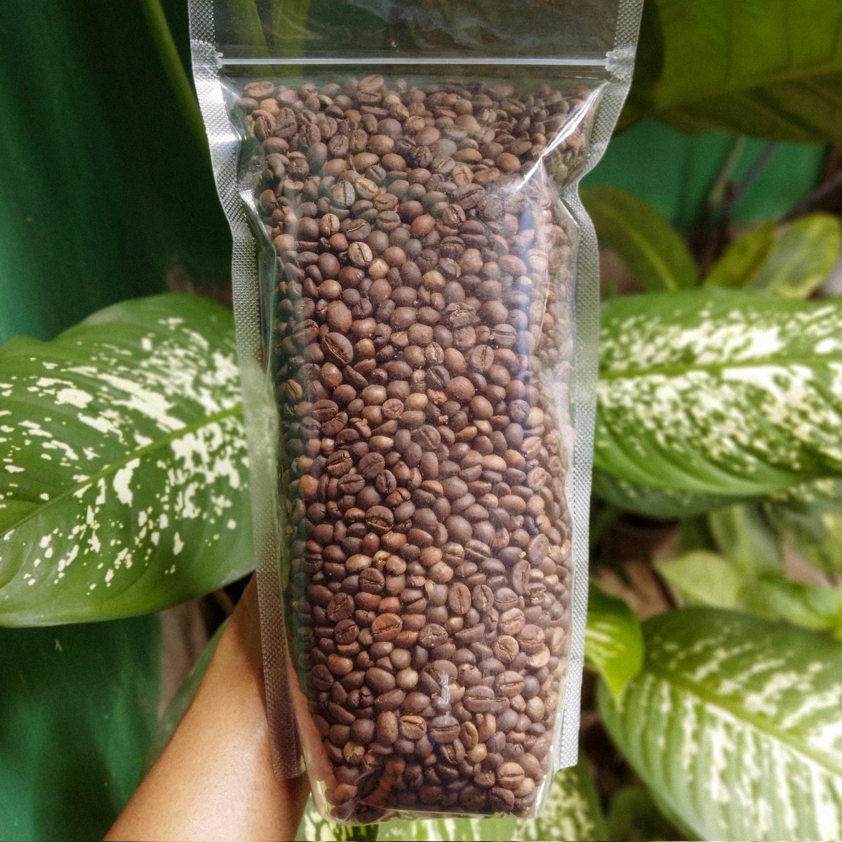 perempuanbanyu's tweet image. Iya, Yogyakarta punya kopi. Milik Merapi.
Robusta dari #KopiMandara sudah ready, yes.
Silakan yang mau pesan.
Gram, bebas. Giling atau roasted bean, terserah. #kopi #kopimerapi #kopinusantara #robusta
