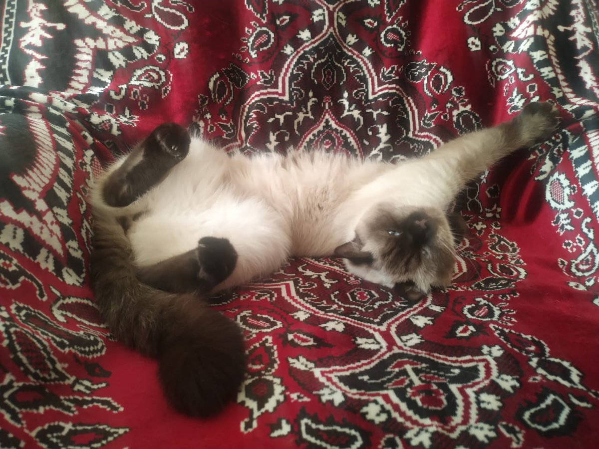 akravtsova2's tweet photo. @kitty6944 Котик моей ба/моя псица  любят спать изогнувшись ака настоящая креветка! Выздоравливайте, док🥰 https://t.co/sBtyr17Kra