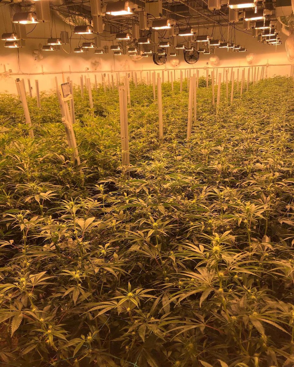 jack76176110's tweet photo. Big ups to whole team for continuing to crush it during these crazy times 🙏🏻💪🏻 From cultivation to trim team to packging team to distribution team.. W’all stay grinding 🙌🏻 https://t.co/o0Nj5VGEQn