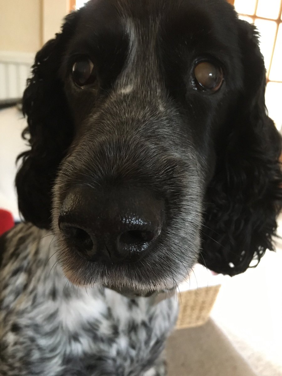 TailsCockapoo's tweet image. Bodger and I looked after Bobby today, he’s a gorgeous boy