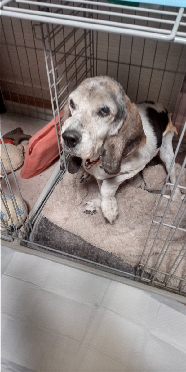 力丸ダム国道筋をふらふらと歩いていた老犬車に撥ねられそうだったので一時保護、首輪なし、放浪が長い様です。保健所、警察共に迷子犬としての届けなし、此の犬を見かけた事有りませんか？飼い主さんご存知の方いらっしゃいませんか？ご一報下さい。