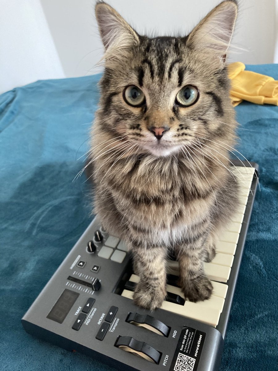 sova_benedict's tweet photo. @kitty6944 У меня нет своего котика, но есть котик моей подруги, она зовёт меня его крёстной. https://t.co/ETsVLYtGZE