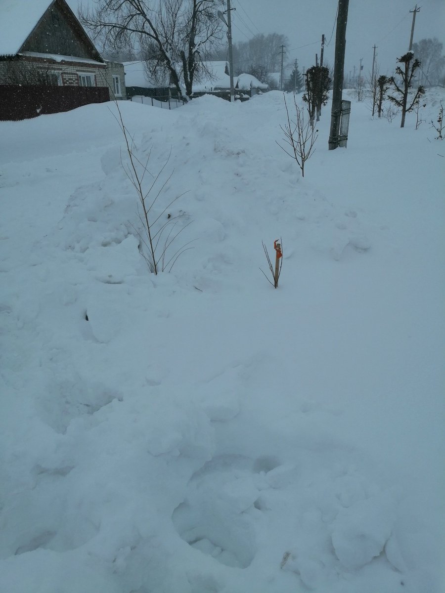 usa2408's tweet photo. Старая Майна. 19.02.2022 Спасаю свои саженцы деревьев.... 1 иву шаровидную с��гнули глыбой, откапала, сад. варом место сгиба намазала, ветки рядом с повязкой воткнула... Сажаем, радуемся, а потом их ломают.... Не говорю уже о том, что каждый саженец стоит денег... https://t.co/CGNpJrvPMa