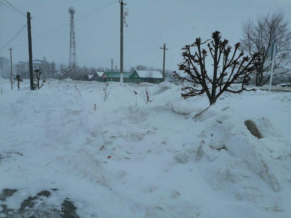 usa2408's tweet photo. Старая Майна. 19.02.2022 Спасаю свои саженцы деревьев.... 1 иву шаровидную с��гнули глыбой, откапала, сад. варом место сгиба намазала, ветки рядом с повязкой воткнула... Сажаем, радуемся, а потом их ломают.... Не говорю уже о том, что каждый саженец стоит денег... https://t.co/CGNpJrvPMa