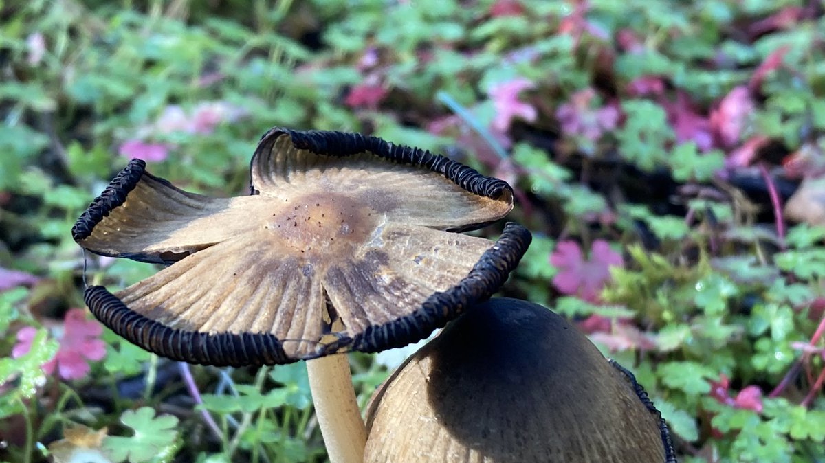 mushroomsnmoths's tweet photo. happy very late #FungiFriday to these lovely inky caps(?) i came across today!! #mushroomtwitter #mushrooms #inkycaps #Funguary #fungi #fungiphotography https://t.co/3g6D1NzU4T