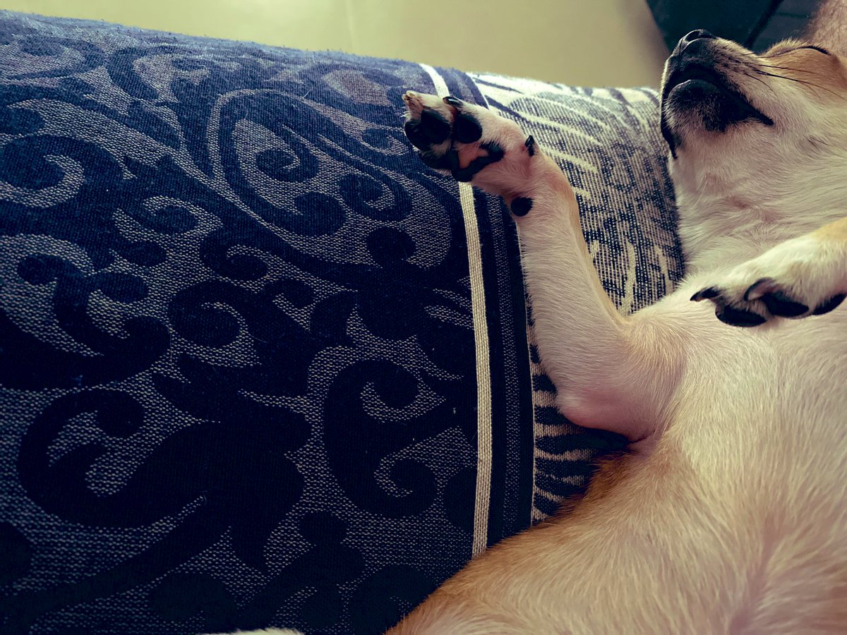 maverickbhatia's tweet photo. These cute little paws have changed our lives 🐾 @ShilpaVig4 
#Chihuahua #DOBBY #pawparent #alwayssleepy https://t.co/O9nf3hhJyJ