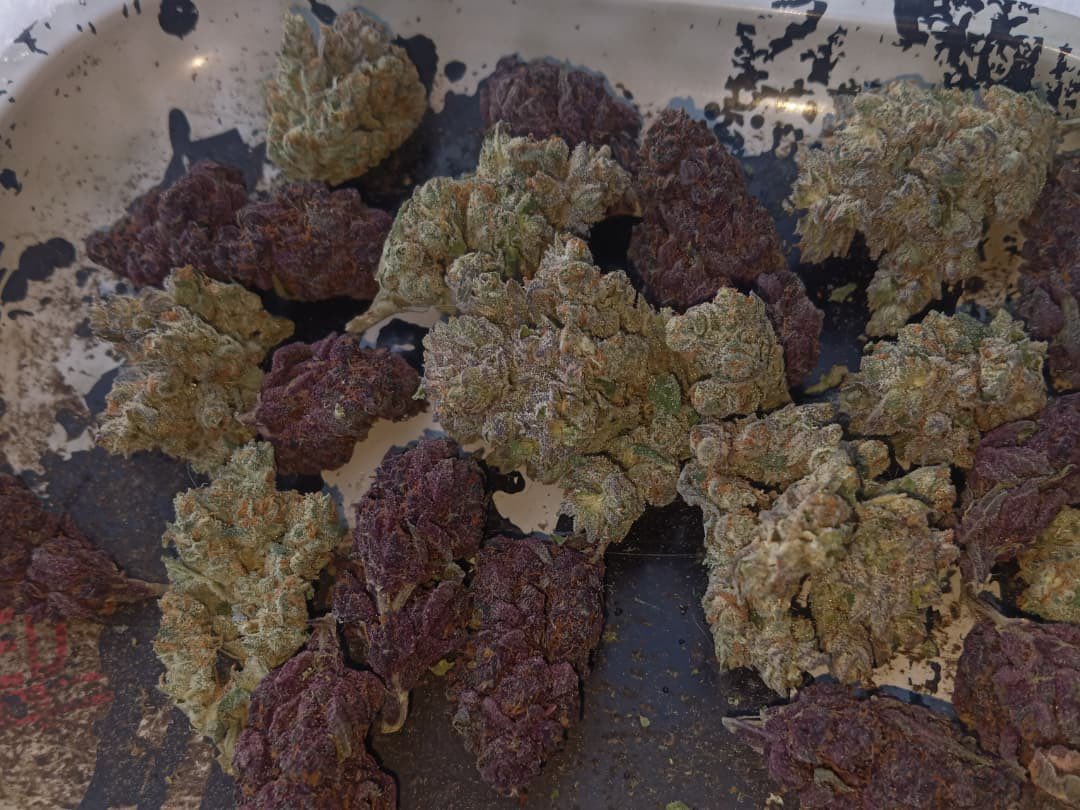 jack76176110's tweet photo. Showing the contrast between some Bahama Mama wither Rose cut (dark buds) and the Pink Runtz ,Molly Ringwald cut (lighter buds) and then both strains against the snow . I never get tired of finding unique colors. The effects and esthetics of these 2 strains will show why. https://t.co/Yw0wsGQHRE