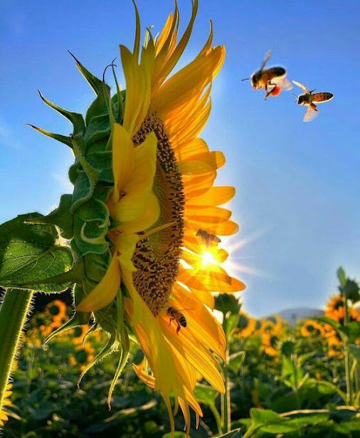 Benar__Central Beekeepers tweet media