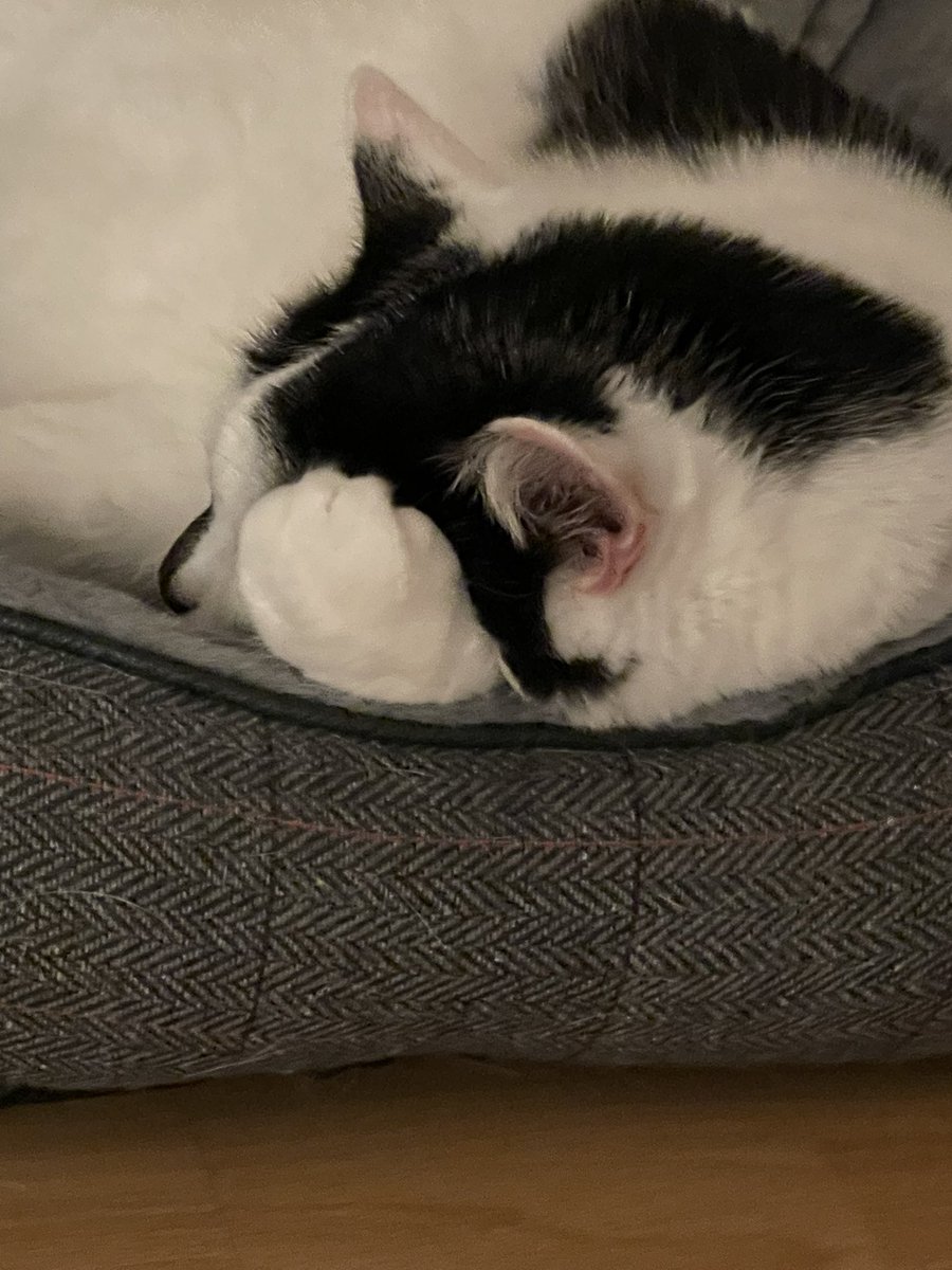 bella_rescue's tweet photo. When dad tells you the same joke for the 53rd timeโฆ #facepaw ๐พ
#CatsOfTwitter #CatsOnTwitter #Caturday https://t.co/PvPCfD68oT