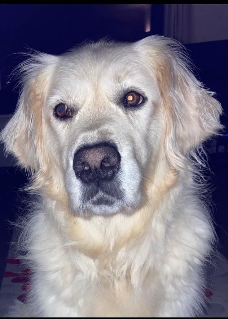 Wendy Hilling and Canine Partner Carmen tweet media